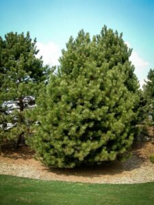 Сосна Чёрная (Pinus Nigra) купить по цене от 270.00р. в интернет-магазине «Посадика» с доставкой почтой в в Лабытнангие и по всей России – [изображение №1].