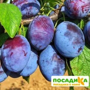 Слива Чачакская ранняя купить по цене от 229.00р. в интернет-магазине «Посадика» с доставкой почтой в в Лабытнангие и по всей России – [изображение №1].