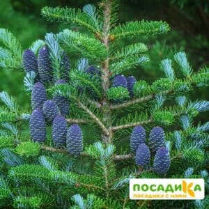 Пихта корейская (Abies koreana) купить по цене от 450.00р. в интернет-магазине «Посадика» с доставкой почтой в в Лабытнангие и по всей России – [изображение №1].