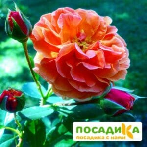 Роза Арабия купить по цене от 350.00р. в интернет-магазине «Посадика» с доставкой почтой в в Лабытнангие и по всей России – [изображение №1].