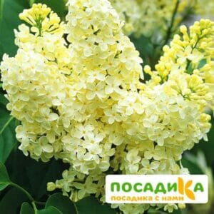 Сирень Примроуз (Primrose) купить по цене от 529.00р. в интернет-магазине «Посадика» с доставкой почтой в в Лабытнангие и по всей России – [изображение №1].