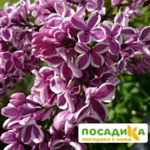 Сирень Сенсация купить по цене от 529.00р. в интернет-магазине «Посадика» с доставкой почтой в в Лабытнангие и по всей России – [изображение №1].