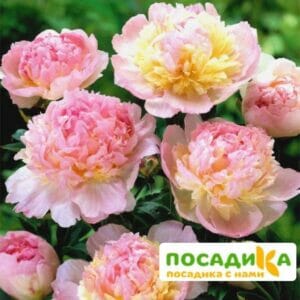 Пион Распберри Сандей (Paeonia Raspberry Sundae) купить по цене от 959р. в интернет-магазине «Посадика» с доставкой почтой в в Лабытнангие и по всей России – [изображение №1].