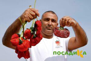 Клубника Гигант Джорнея купить по цене от 266р. в интернет-магазине «Посадика» с доставкой почтой в в Лабытнангие и по всей России – [изображение №1].