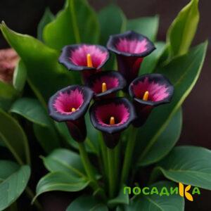 Калла Аура Лейс купить по цене от 400р. в интернет-магазине «Посадика» с доставкой почтой в в Лабытнангие и по всей России – [изображение №1].