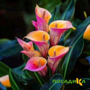 Калла Оникс купить по цене от 450р. в интернет-магазине «Посадика» с доставкой почтой в в Лабытнангие и по всей России – [изображение №1].