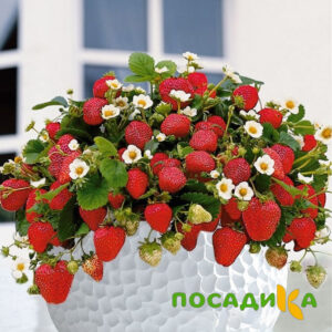 Клубника Рубиновый Шепот (горшечная) купить по цене от 240р. в интернет-магазине «Посадика» с доставкой почтой в в Лабытнангие и по всей России – [изображение №1].