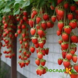 Клубника вьющаяся Комплимент купить по цене от 470р. в интернет-магазине «Посадика» с доставкой почтой в в Лабытнангие и по всей России – [изображение №1].