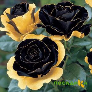 Роза Ханни Сикл купить по цене от 700р. в интернет-магазине «Посадика» с доставкой почтой в в Лабытнангие и по всей России – [изображение №1].