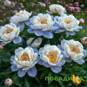 Пион акварельный Этюд купить по цене от 806р. в интернет-магазине «Посадика» с доставкой почтой в в Лабытнангие и по всей России – [изображение №1].