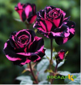 Роза Багровый Шепот купить по цене от 366р. в интернет-магазине «Посадика» с доставкой почтой в в Лабытнангие и по всей России – [изображение №1].