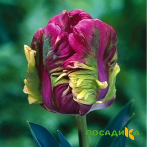 Тюльпан Экзотик Хэвен купить по цене от 186р. в интернет-магазине «Посадика» с доставкой почтой в в Лабытнангие и по всей России – [изображение №1].