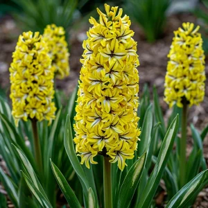 Гиацинт Сансет Голд купить по цене от 2099р. в интернет-магазине «Посадика» с доставкой почтой в в Лабытнангие и по всей России – [изображение №1].