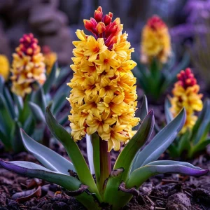 Гиацинт Миднайт Мистери купить по цене от 2099р. в интернет-магазине «Посадика» с доставкой почтой в в Лабытнангие и по всей России – [изображение №1].